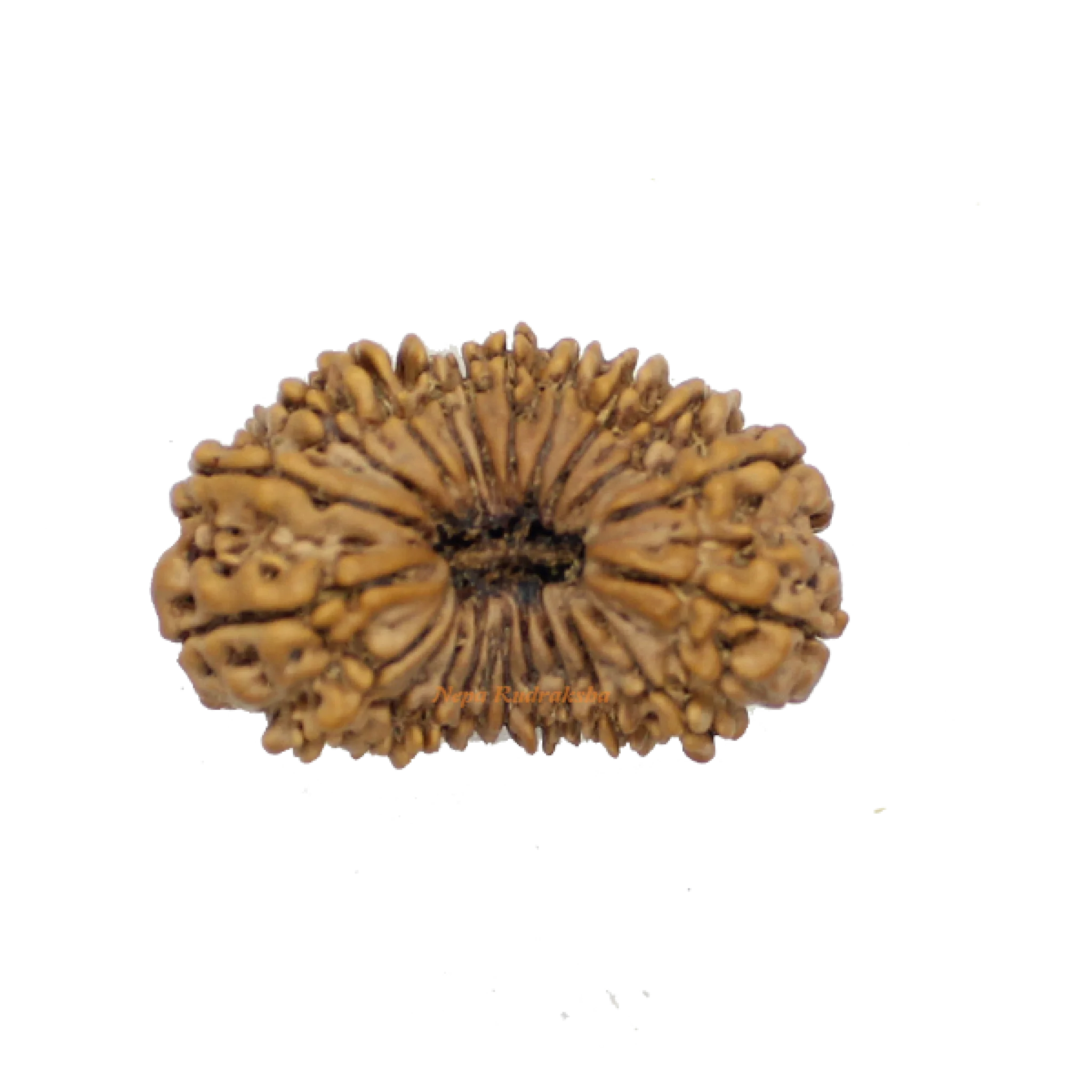 22 Mukhi rudraksha 37mm