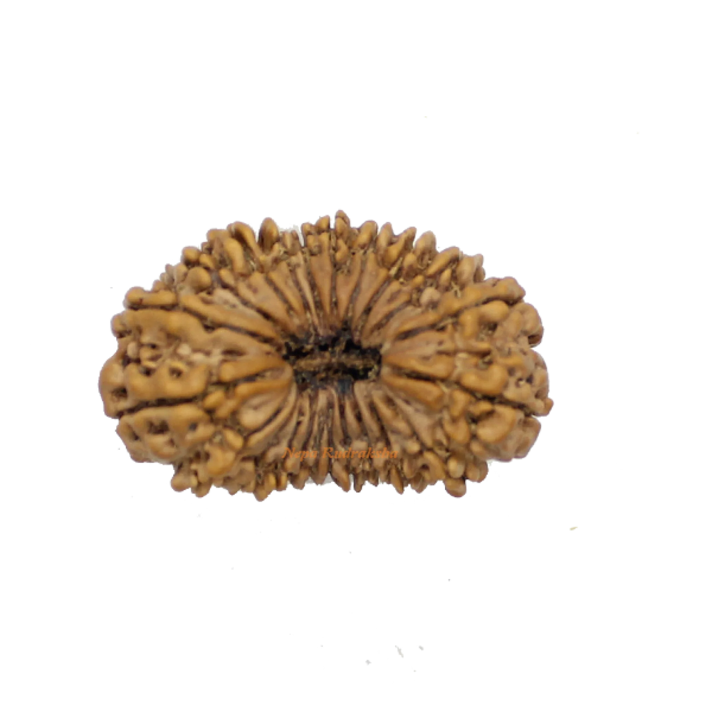 22 Mukhi rudraksha 37mm