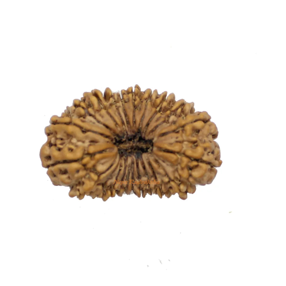 22 Mukhi rudraksha 37mm