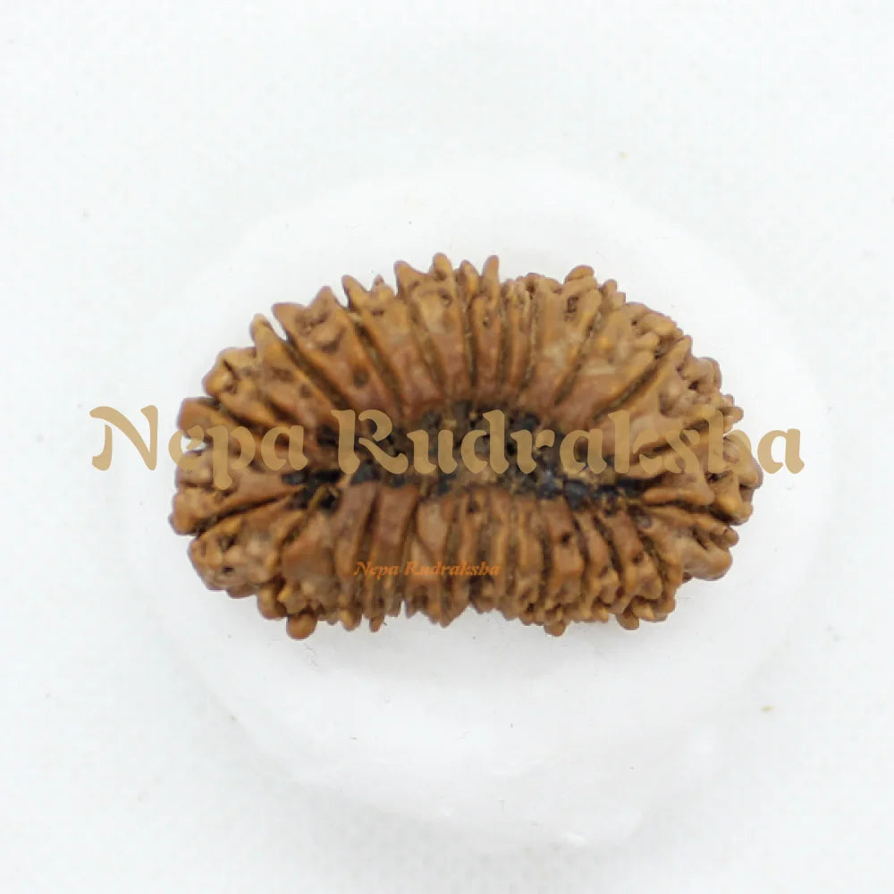 22 Mukhi rudraksha 37mm