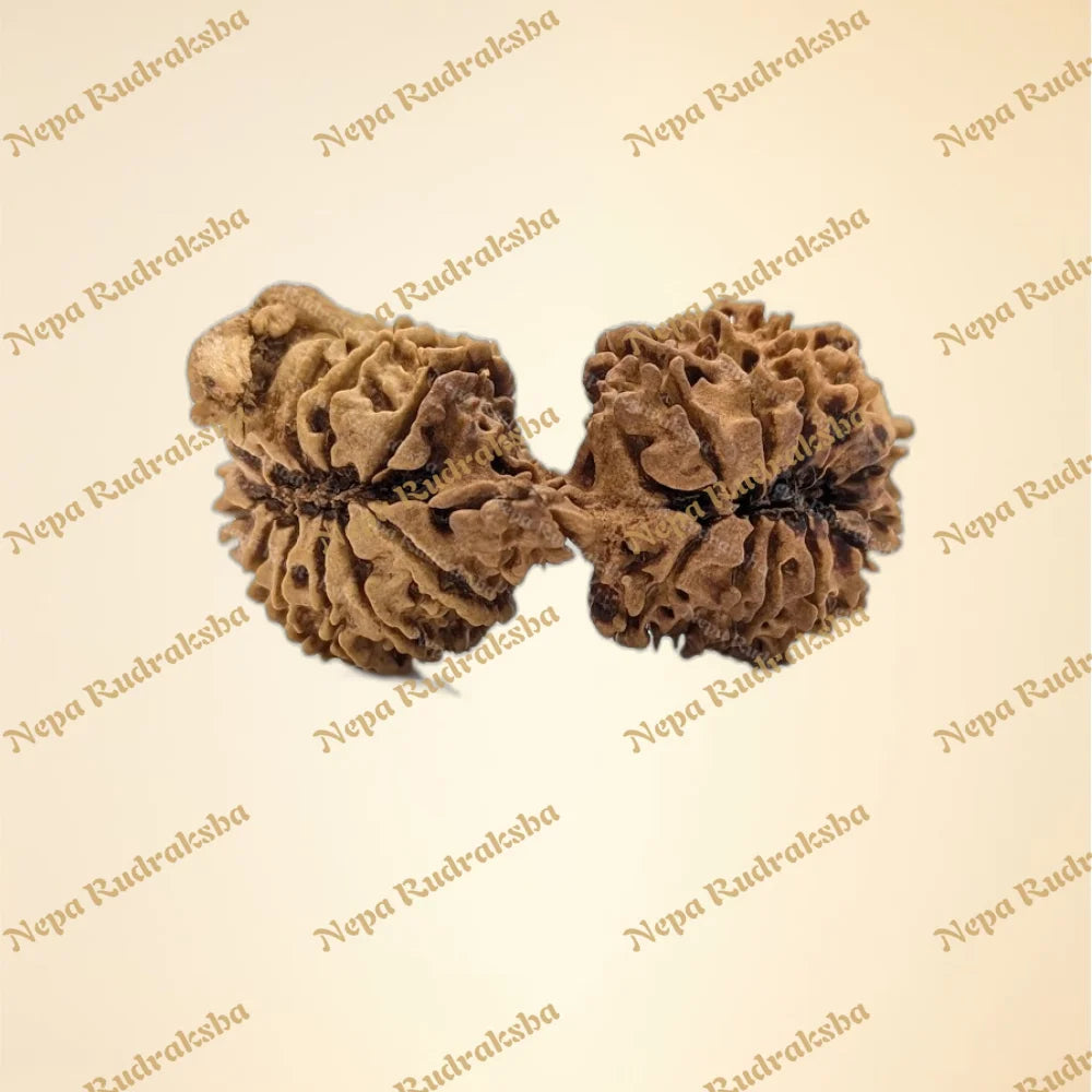 22 Mukhi (back)