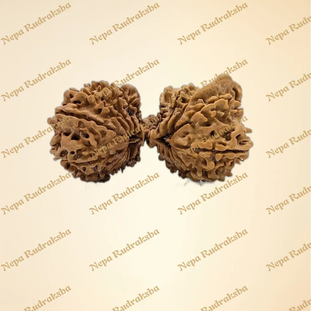 22 Mukhi (Super Collector - 11150)
