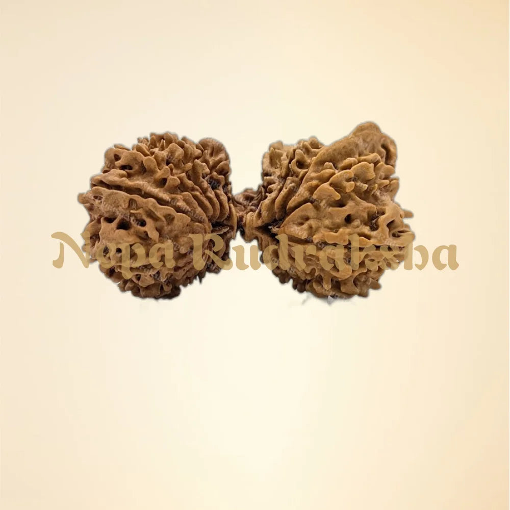 22 Mukhi (Super Collector - 11150)