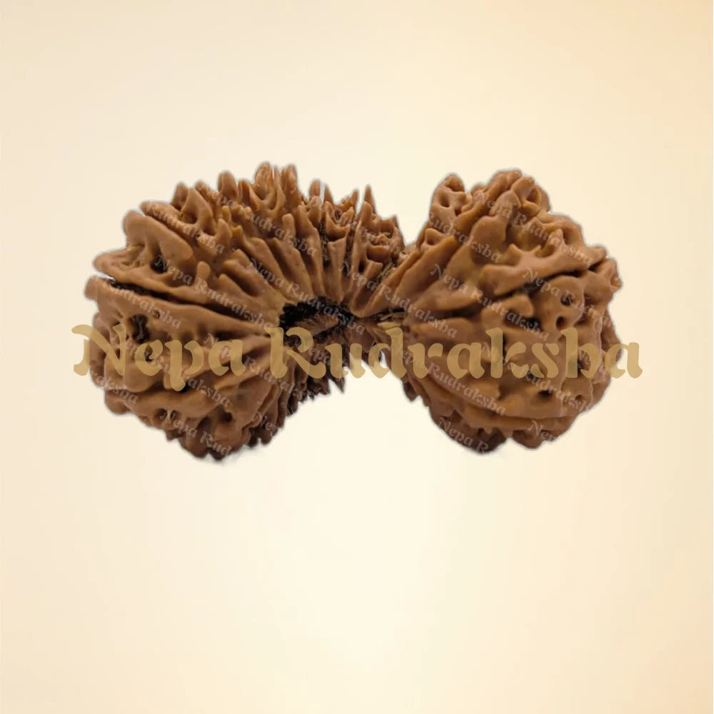 22 Mukhi (Super Collector - 12968)