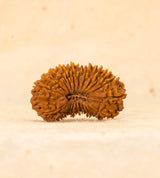 22 Mukhi