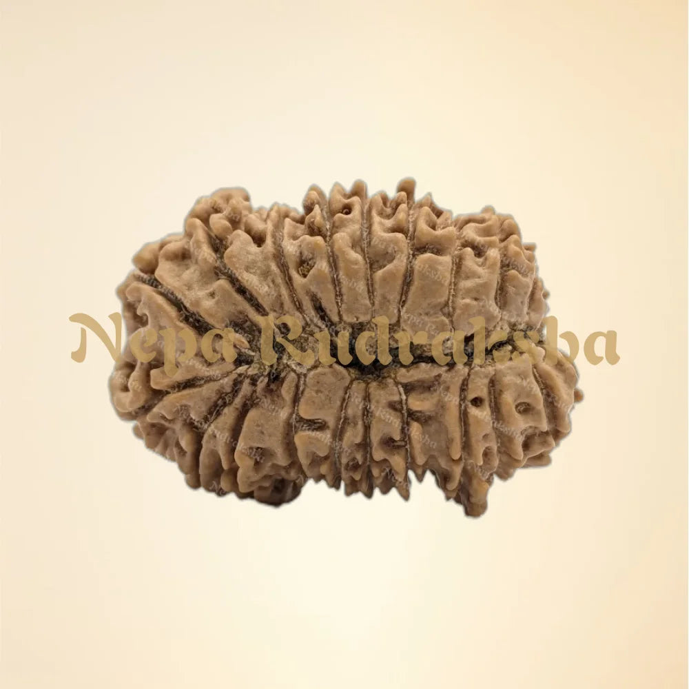 23 Mukhi (Collector - 6334)
