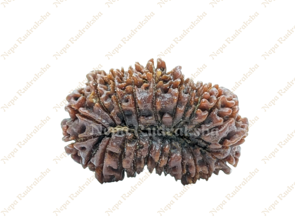 23 Mukhi Rudraksha