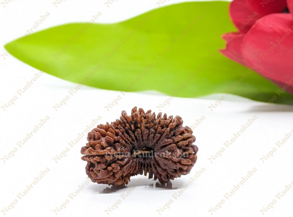 23 Mukhi Rudraksha