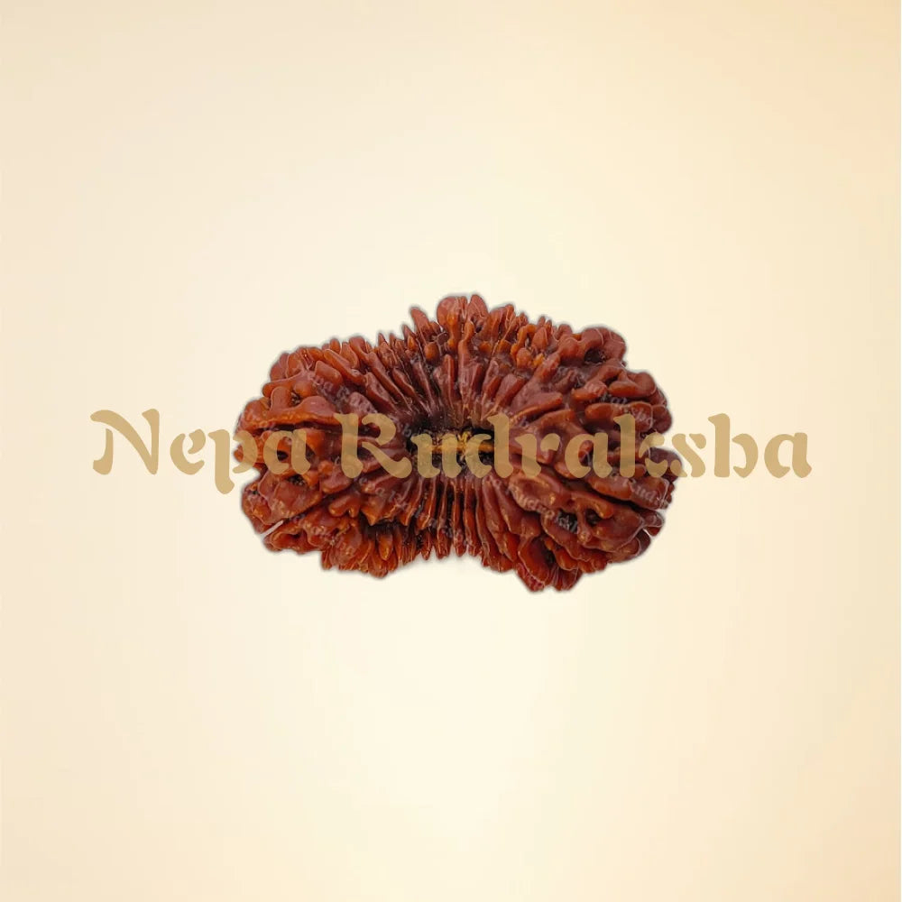 23 Mukhi (Super Collector - 1263)