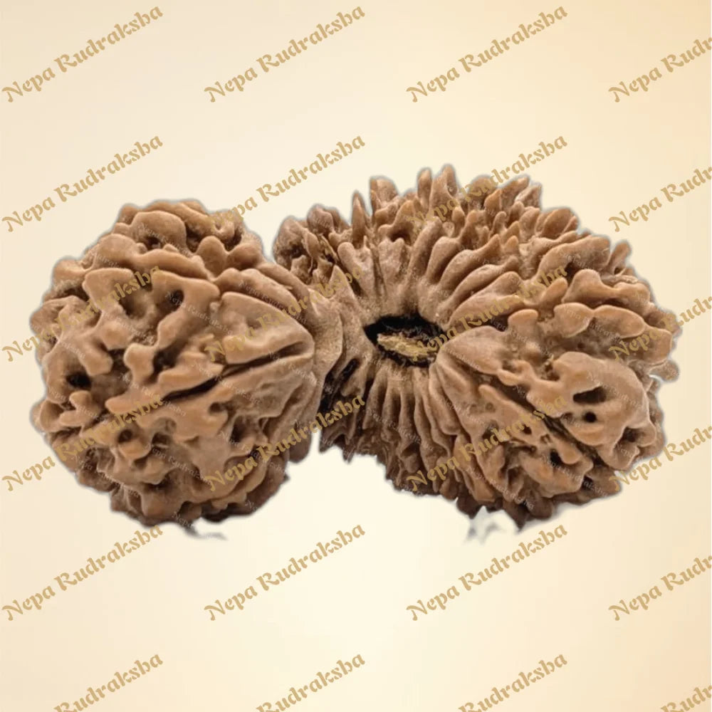 23 Mukhi (Super Collector - 12831)