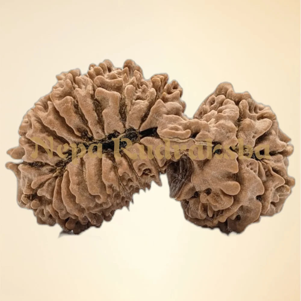 23 Mukhi (Super Collector - 12831)