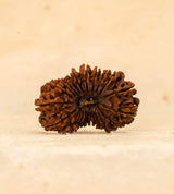 23 Mukhi