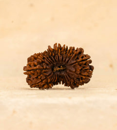23 Mukhi