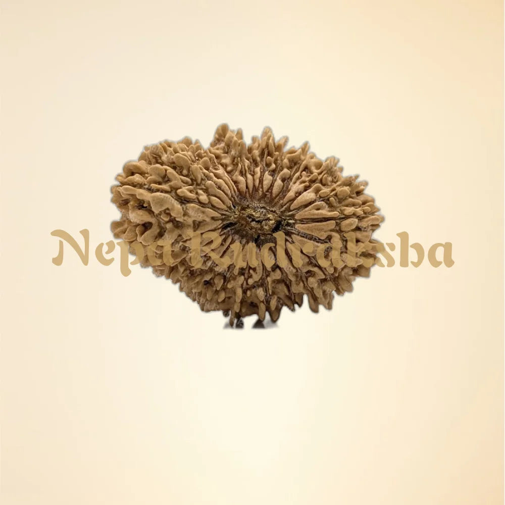 24 Mukhi (Collector - 11154)