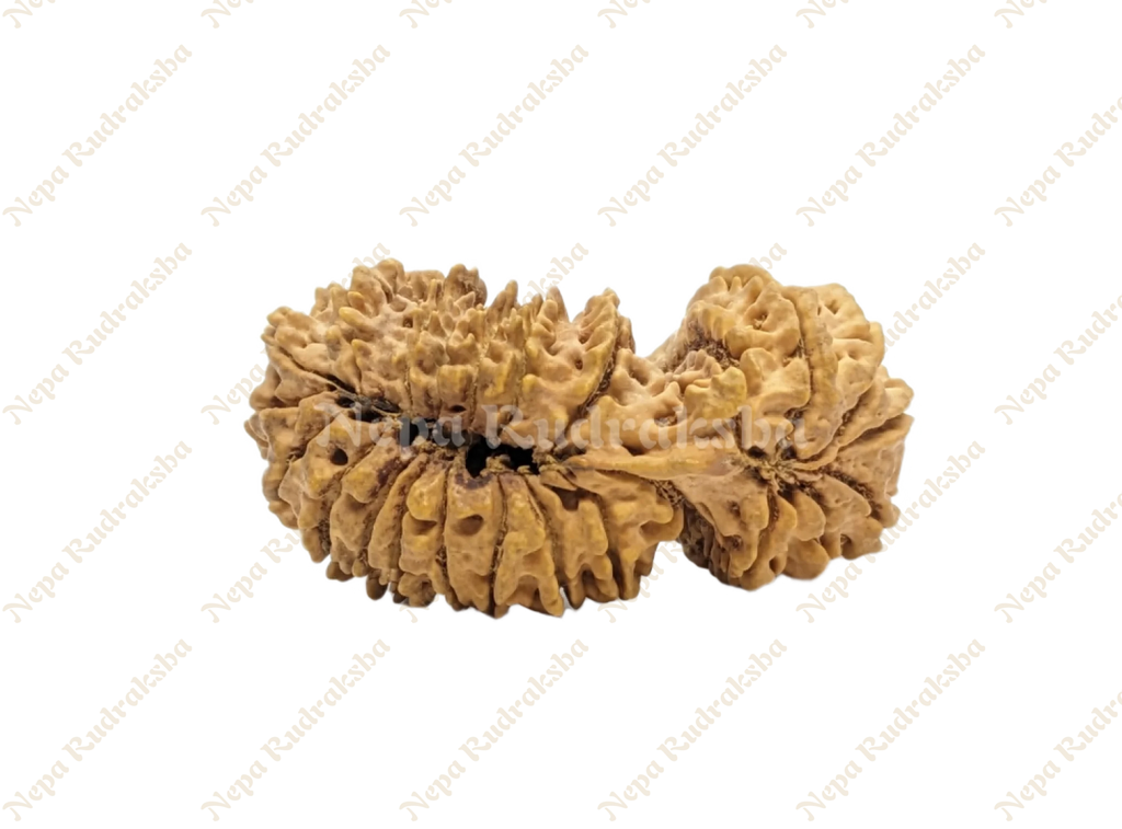 24 Mukhi Rudraksha