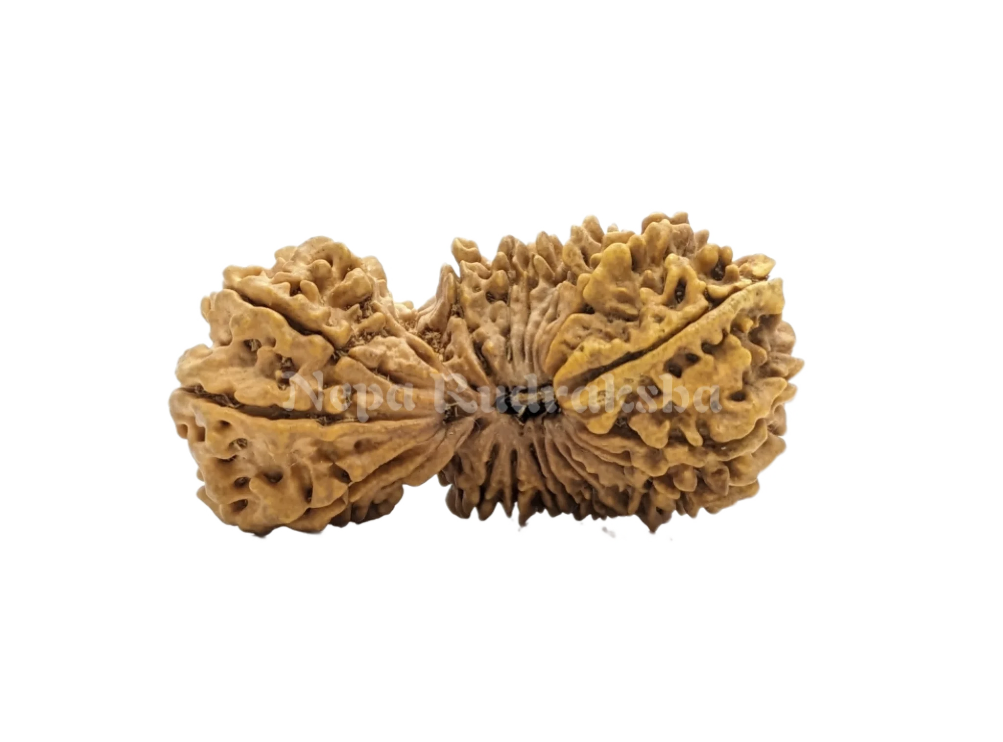 24 Mukhi rudraksha