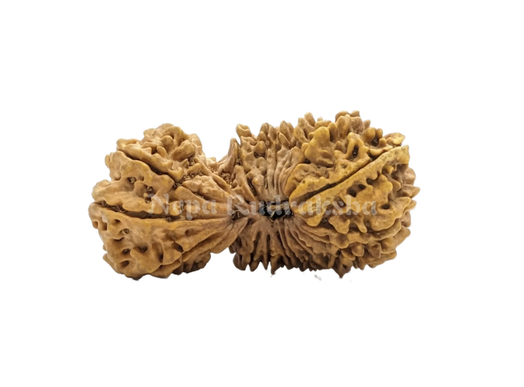 24 Mukhi Rudraksha