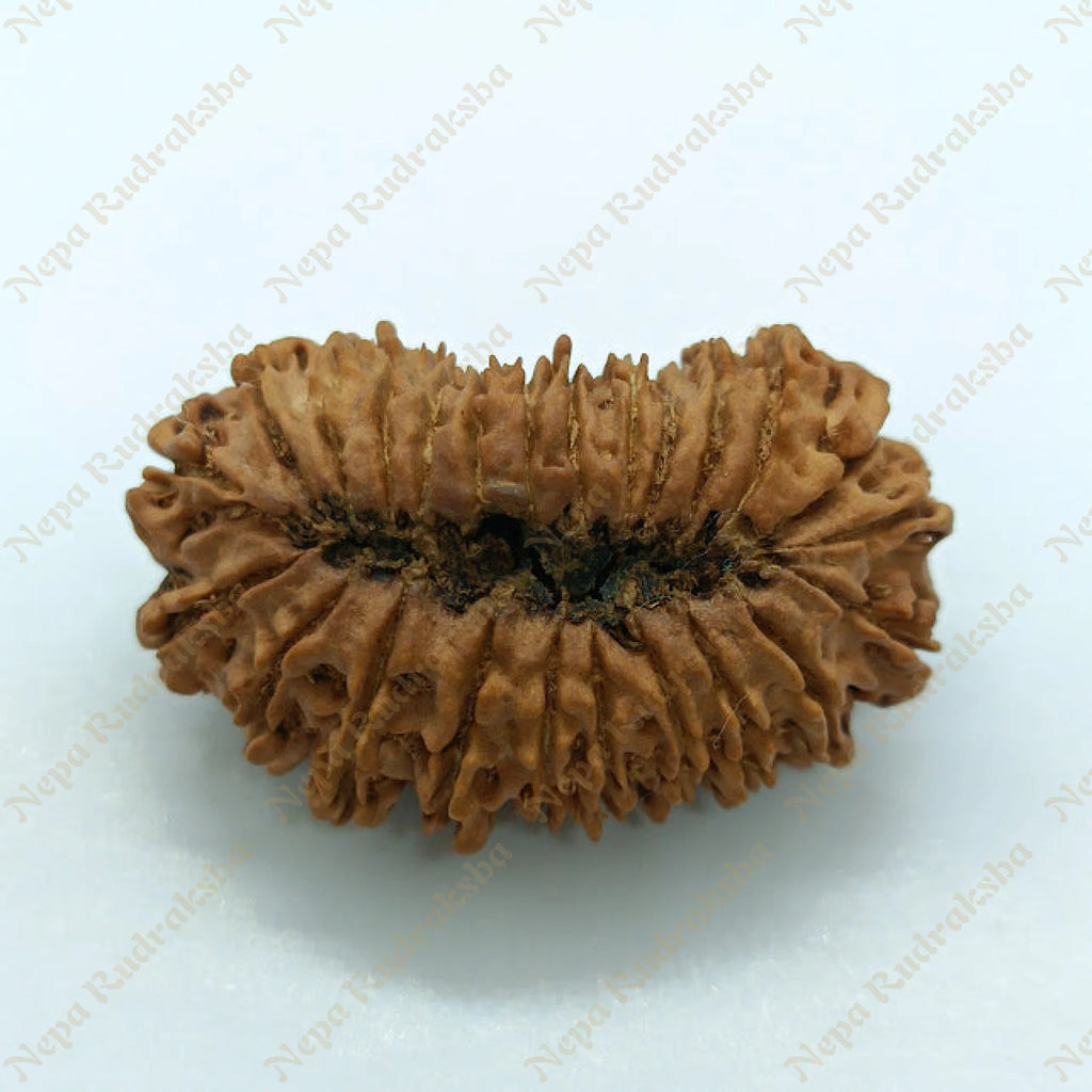 24 Mukhi Rudraksha 38Mm 1176