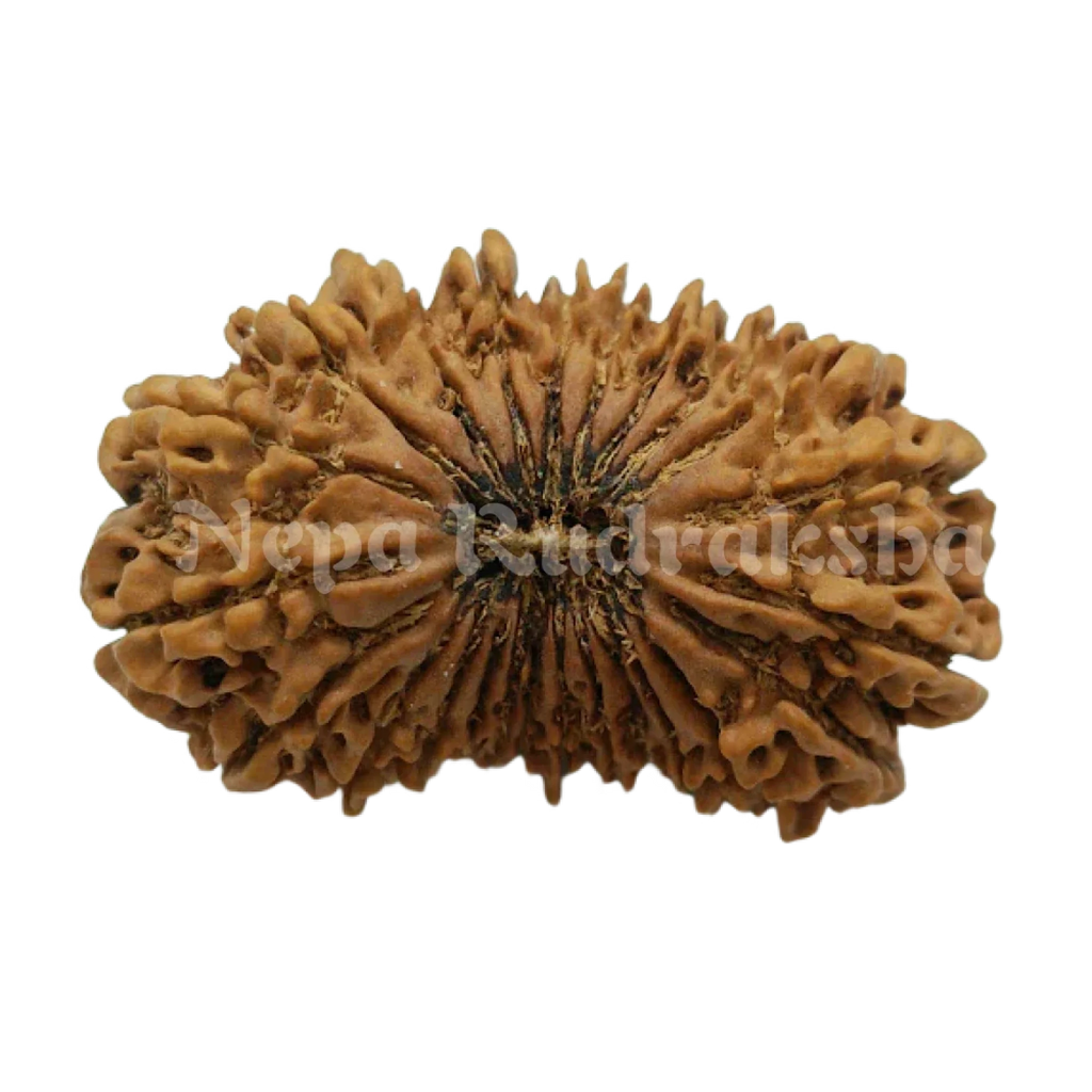 24 Mukhi Rudraksha 38Mm 1176