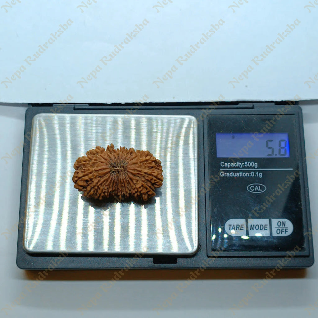 24 Mukhi Rudraksha 38Mm 1176