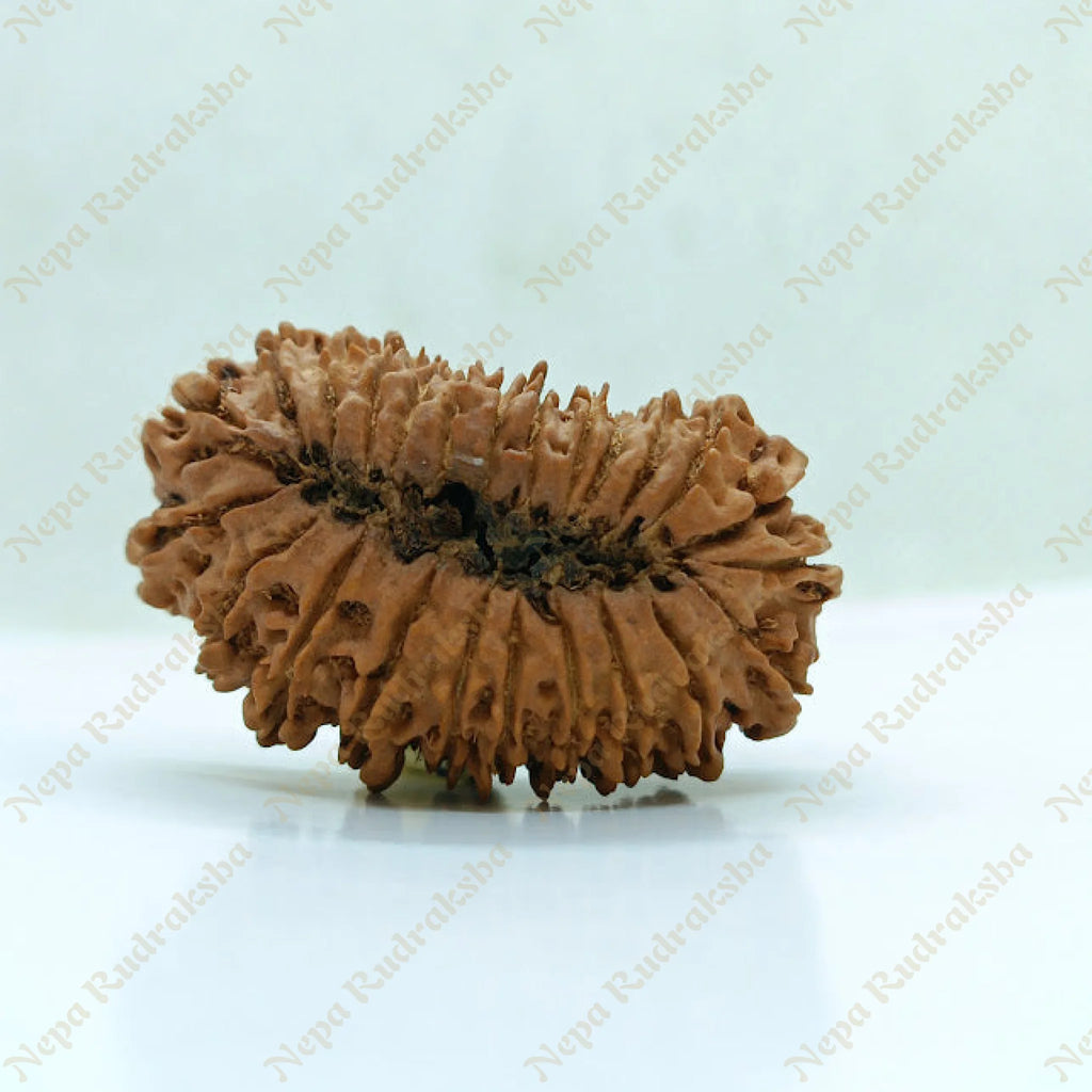 24 Mukhi Rudraksha 38Mm 1176