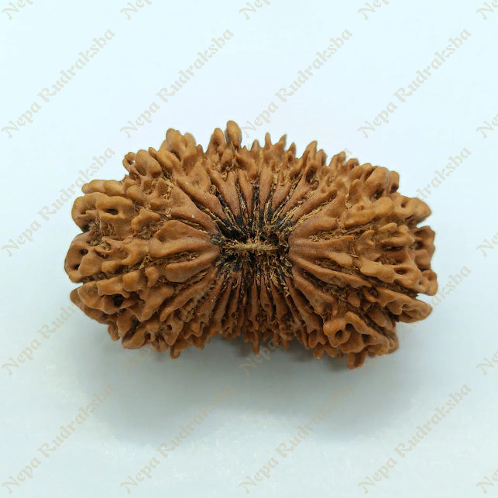 24 Mukhi Rudraksha 38Mm 1176