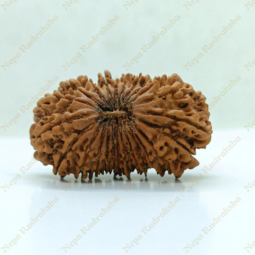 24 Mukhi Rudraksha 38Mm 1176