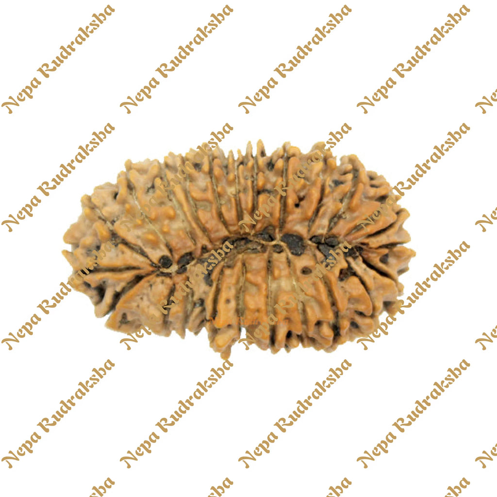 24 Mukhi rudraksha 40mm