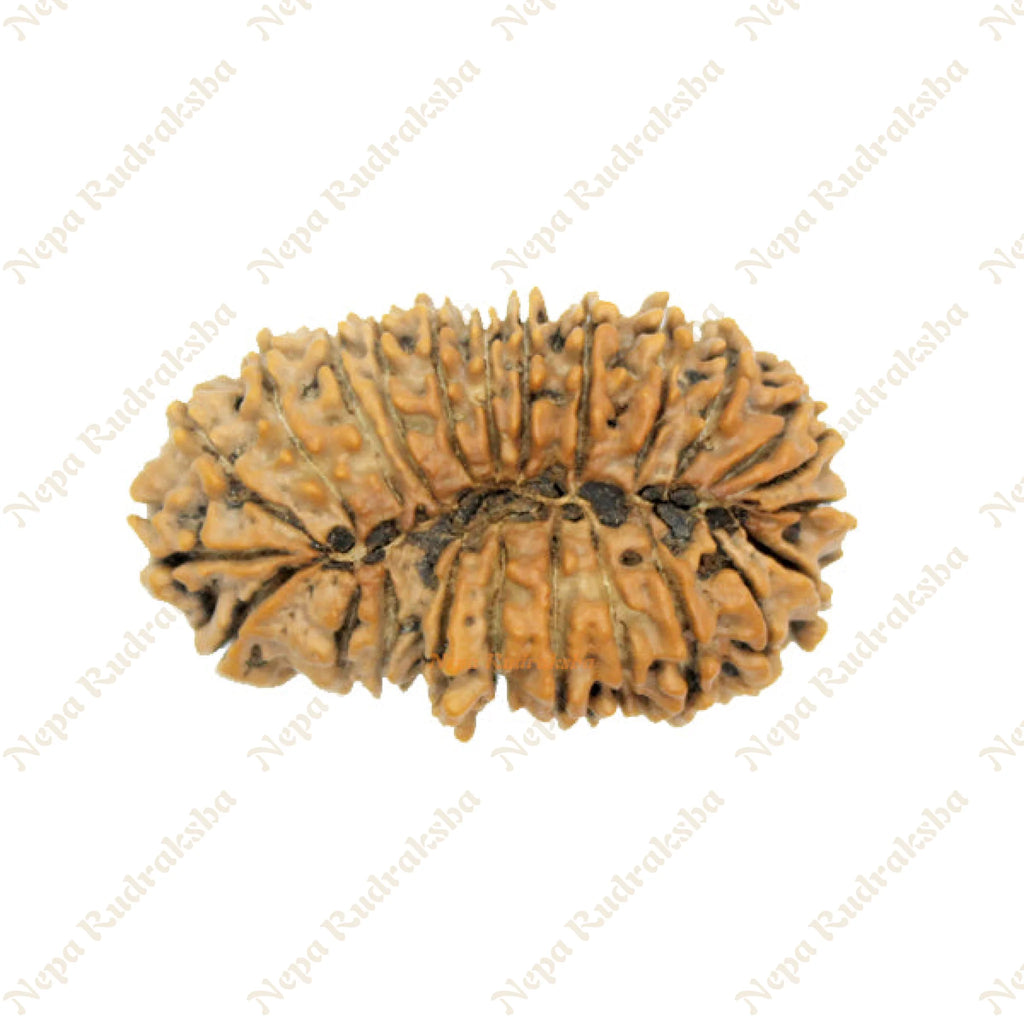 24 Mukhi rudraksha 40mm