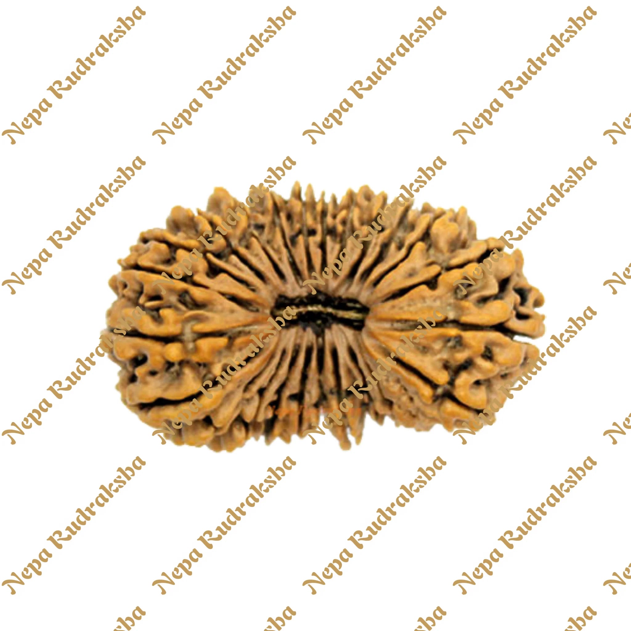 24 Mukhi rudraksha 40mm