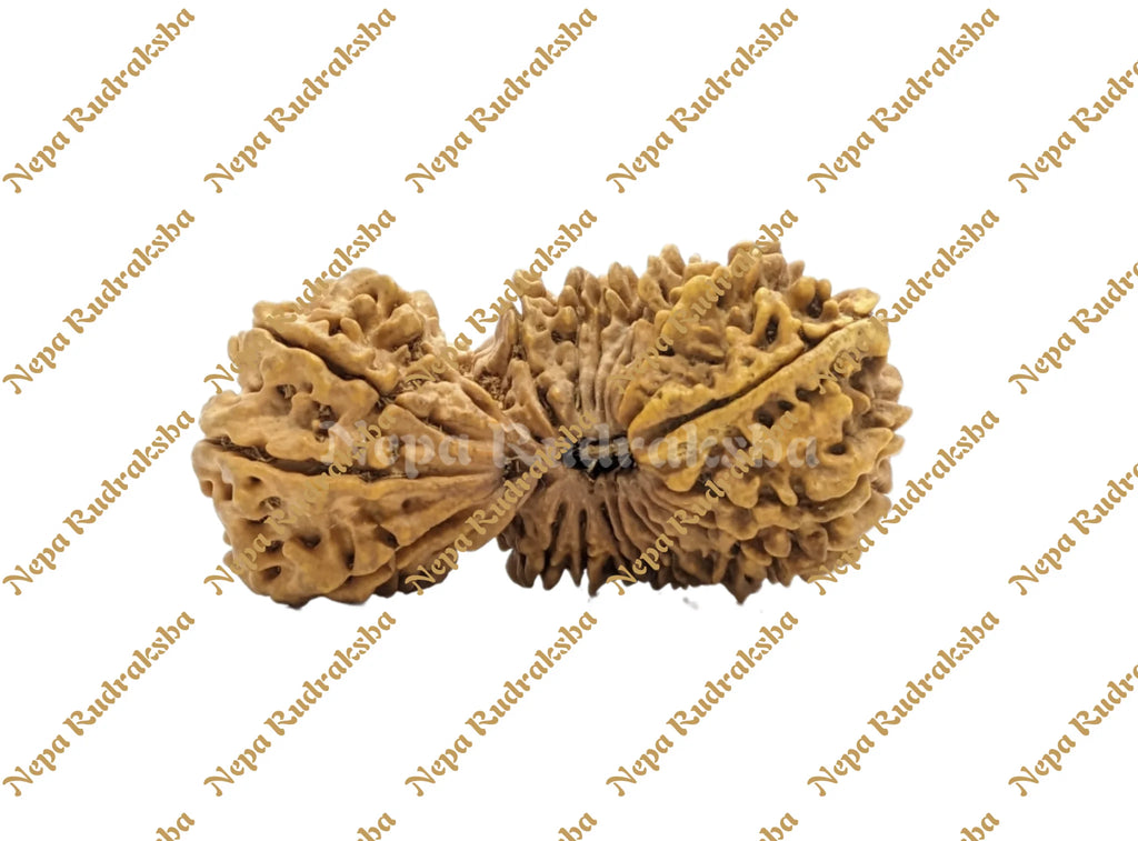 24 Mukhi Rudraksha