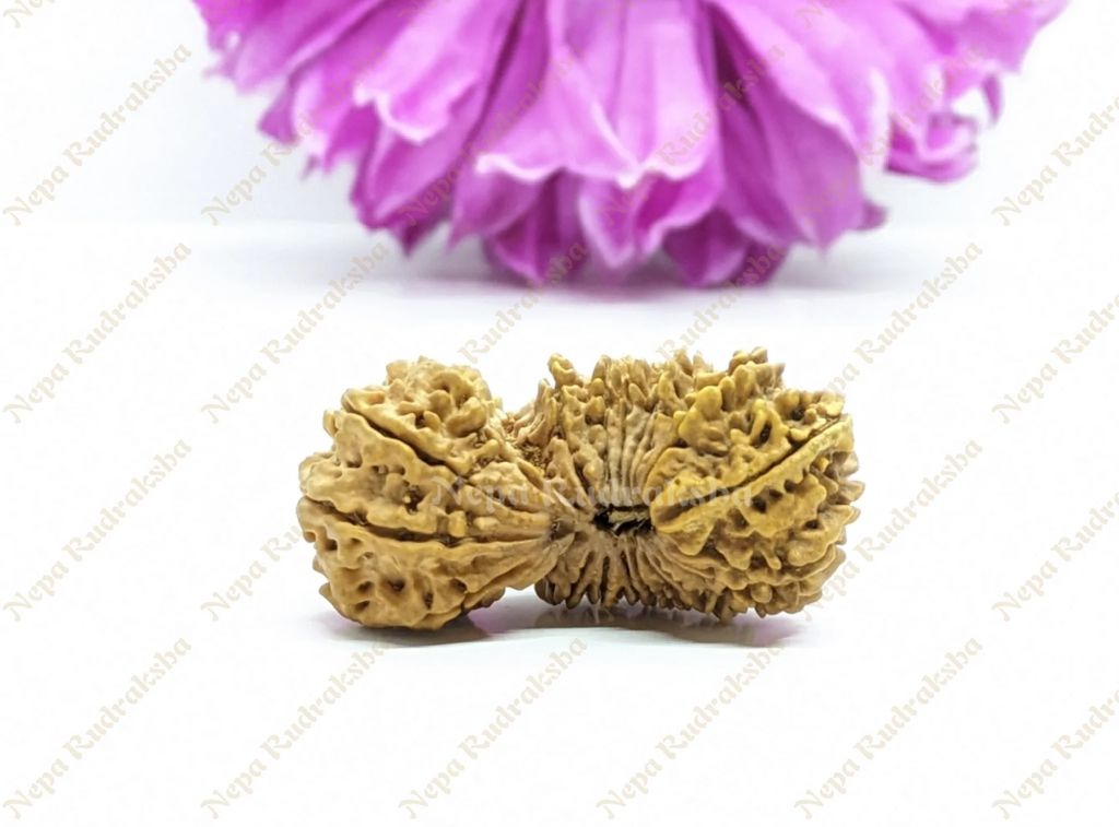 24 Mukhi Rudraksha