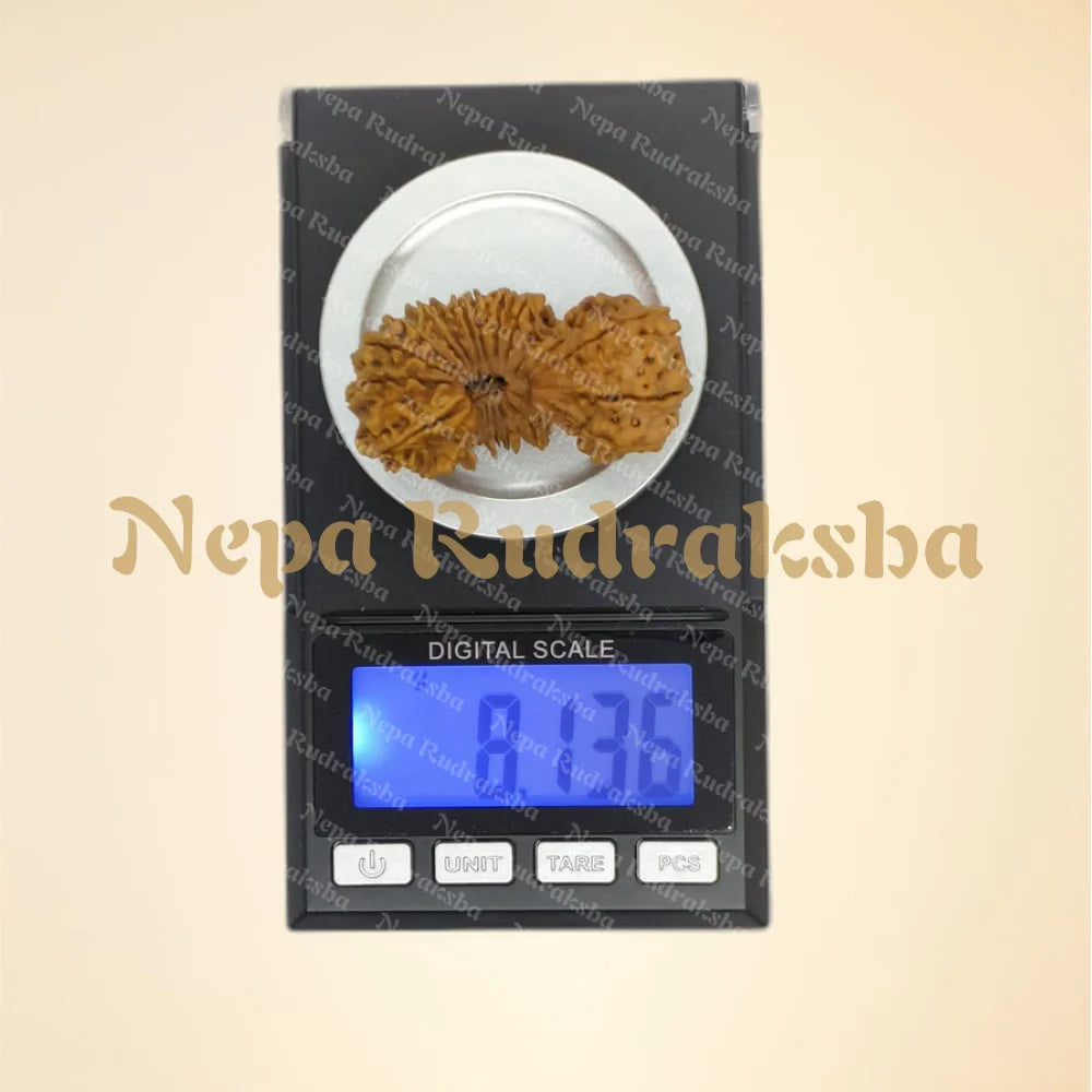 24 Mukhi (Super Collector - 2851)