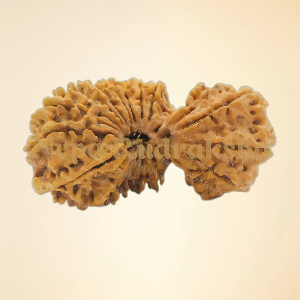 24 Mukhi (Super Collector - 2851)