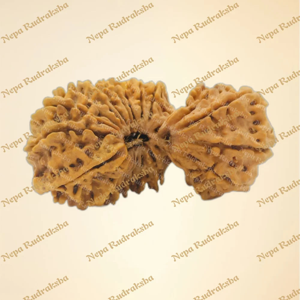 24 Mukhi (Super Collector - 2851)