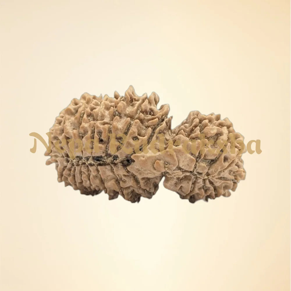 24 Mukhi (Super Collector - 6335)