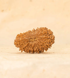 24 Mukhi