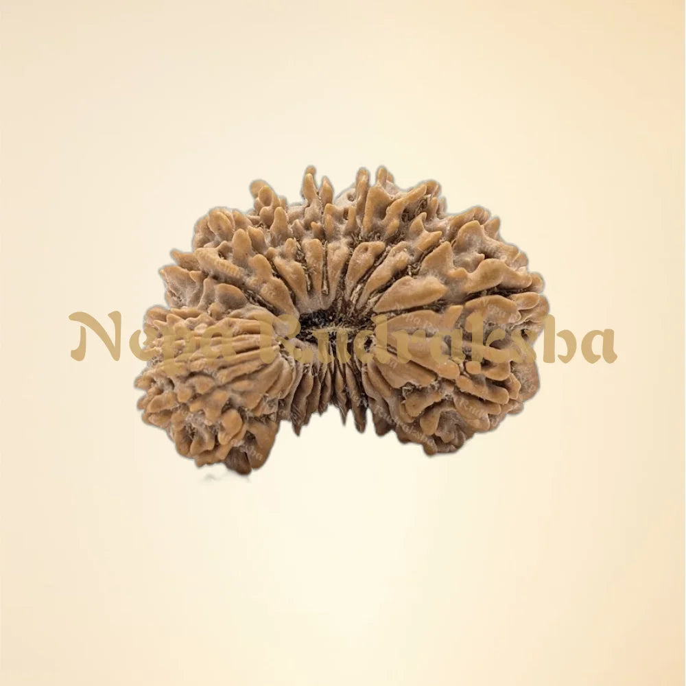 25 Mukhi (Collector - 11147)