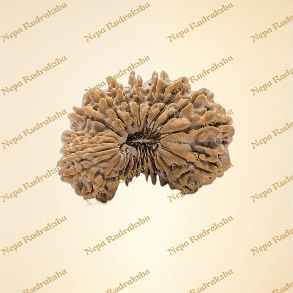 25 Mukhi (Collector - 11147)