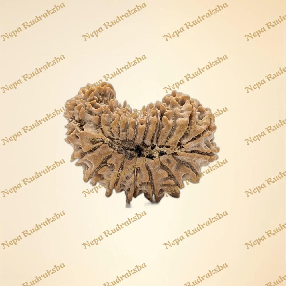 25 Mukhi (back)