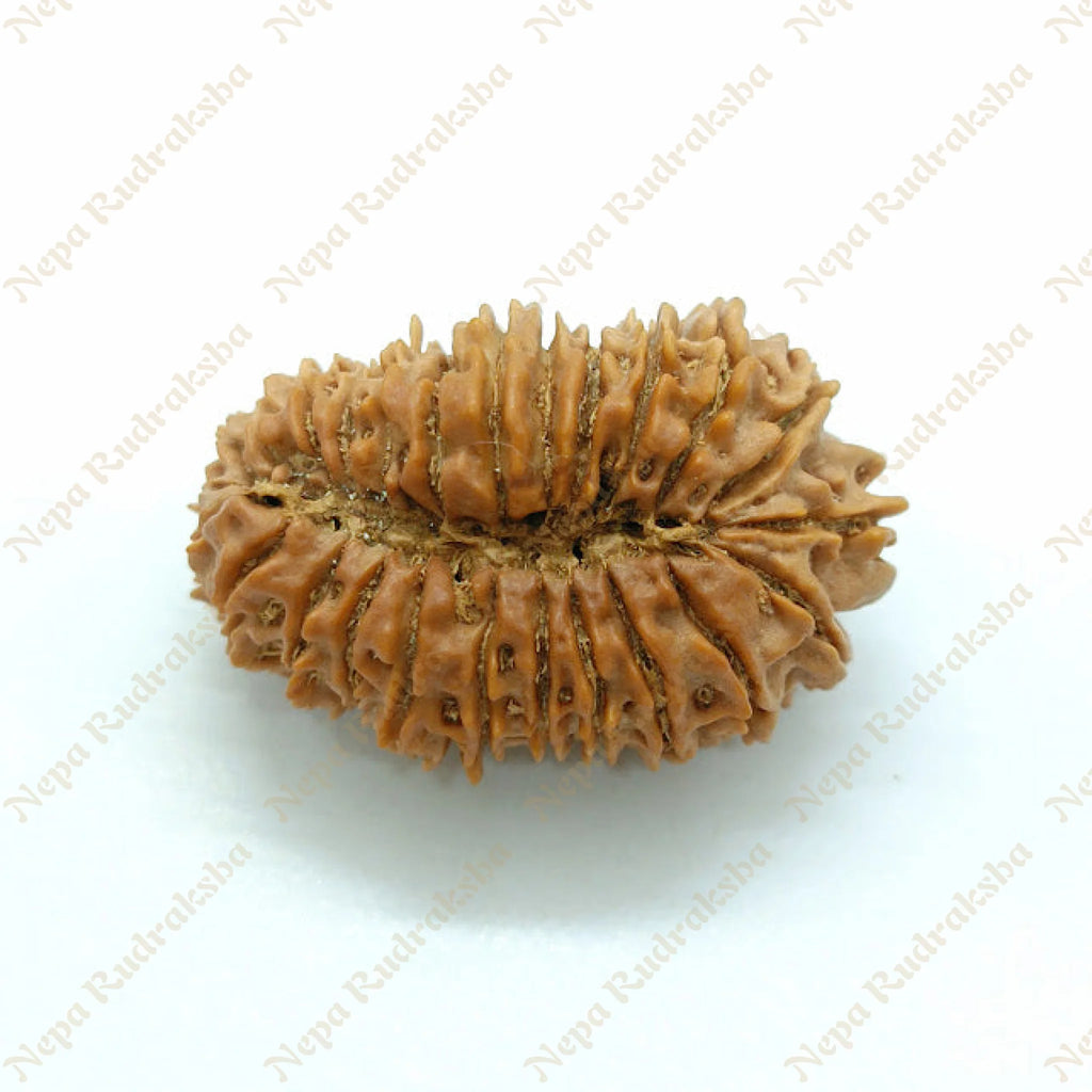 25 Mukhi Rudraksha 35Mm 1178