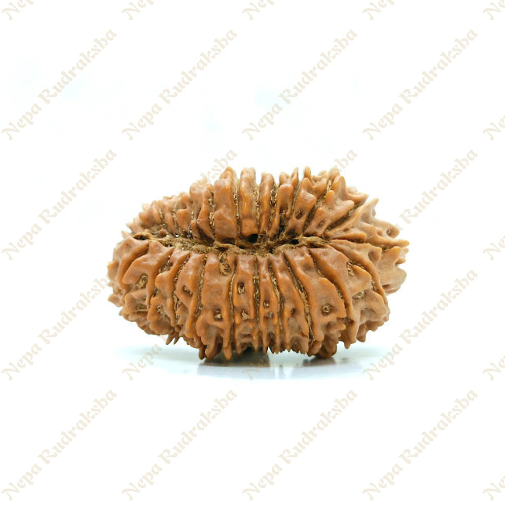 25 Mukhi Rudraksha 35Mm 1178