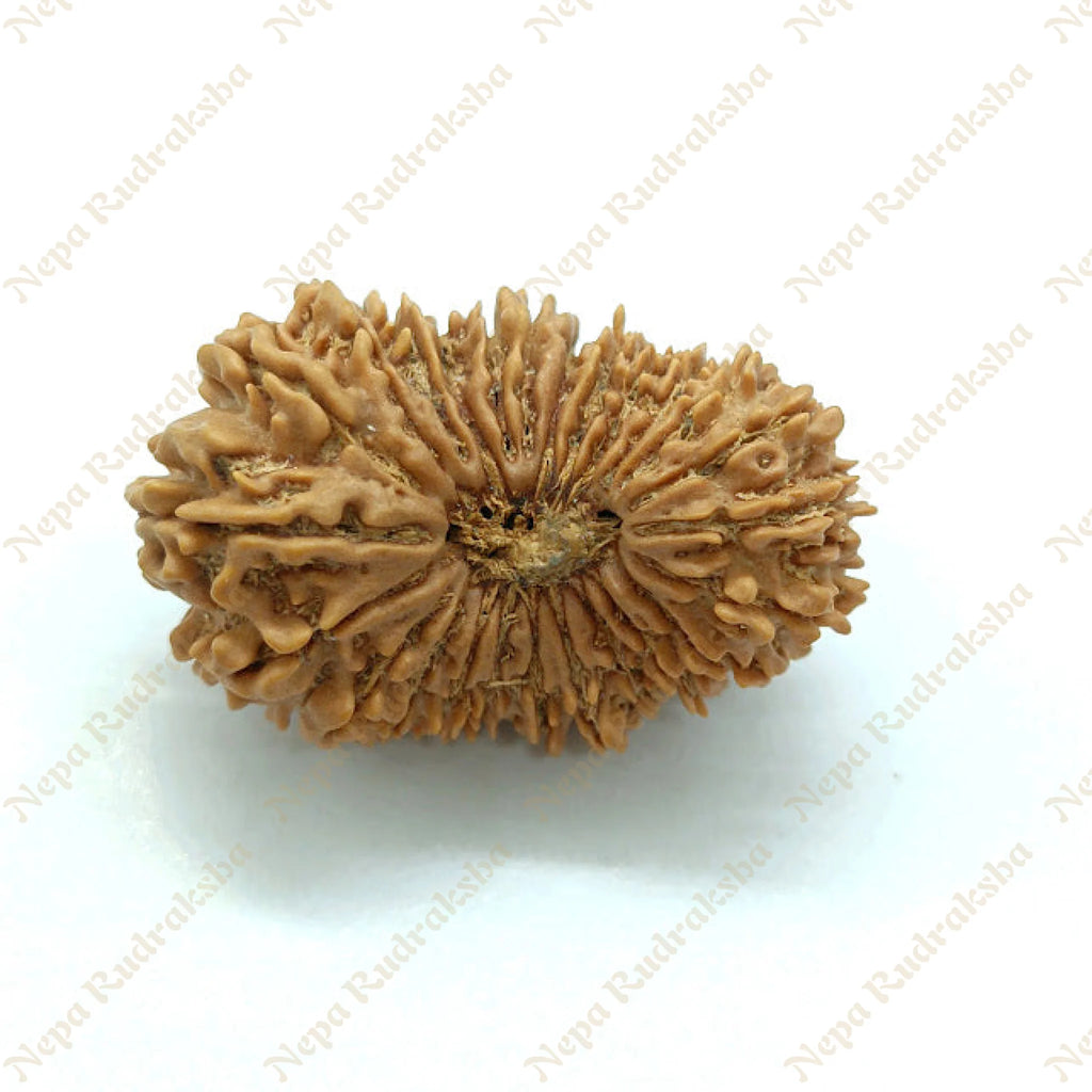 25 Mukhi Rudraksha 35Mm 1178