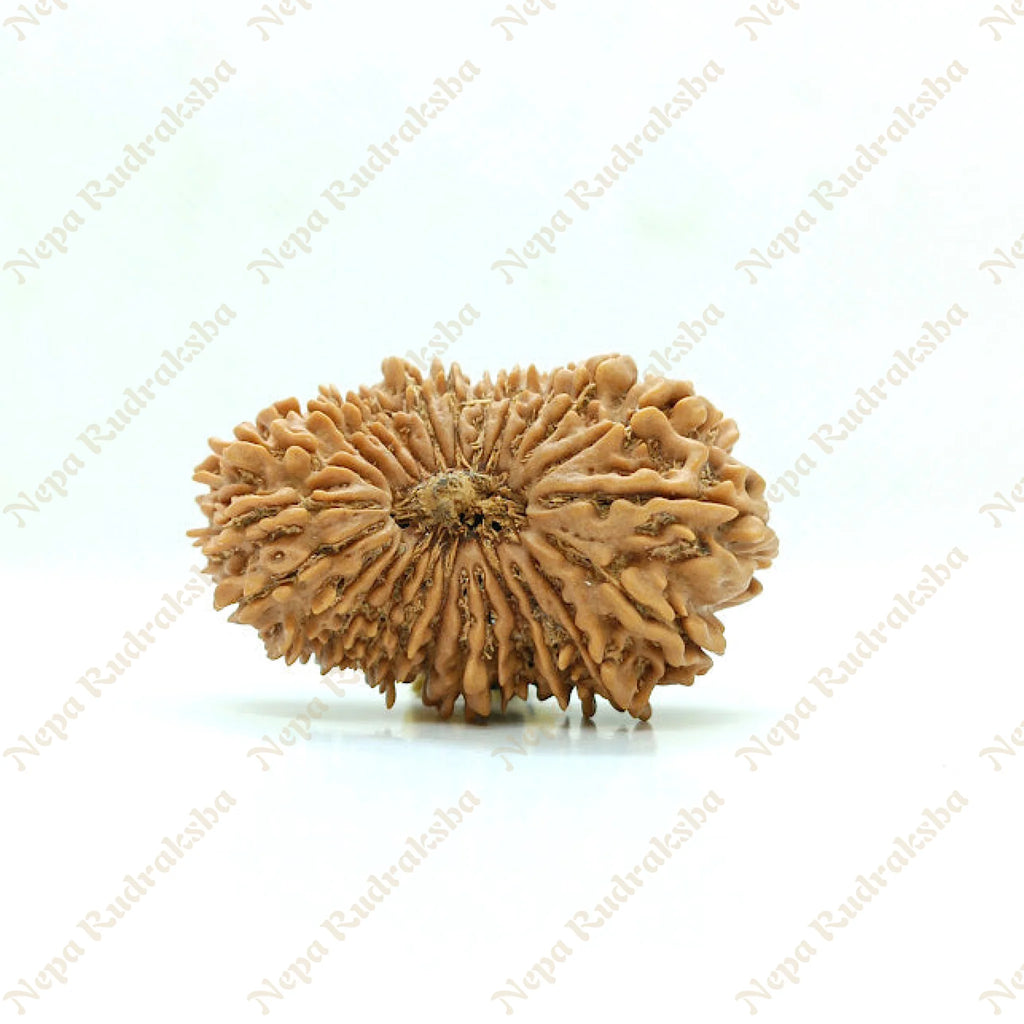 25 Mukhi Rudraksha 35Mm 1178