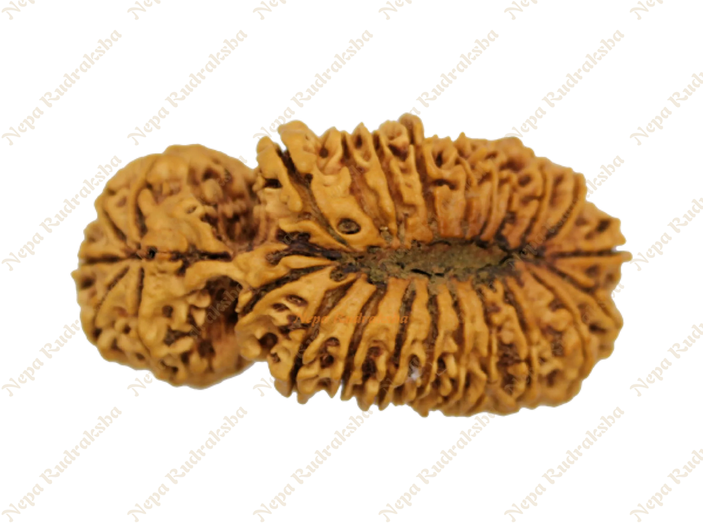 25 Mukhi rudraksha