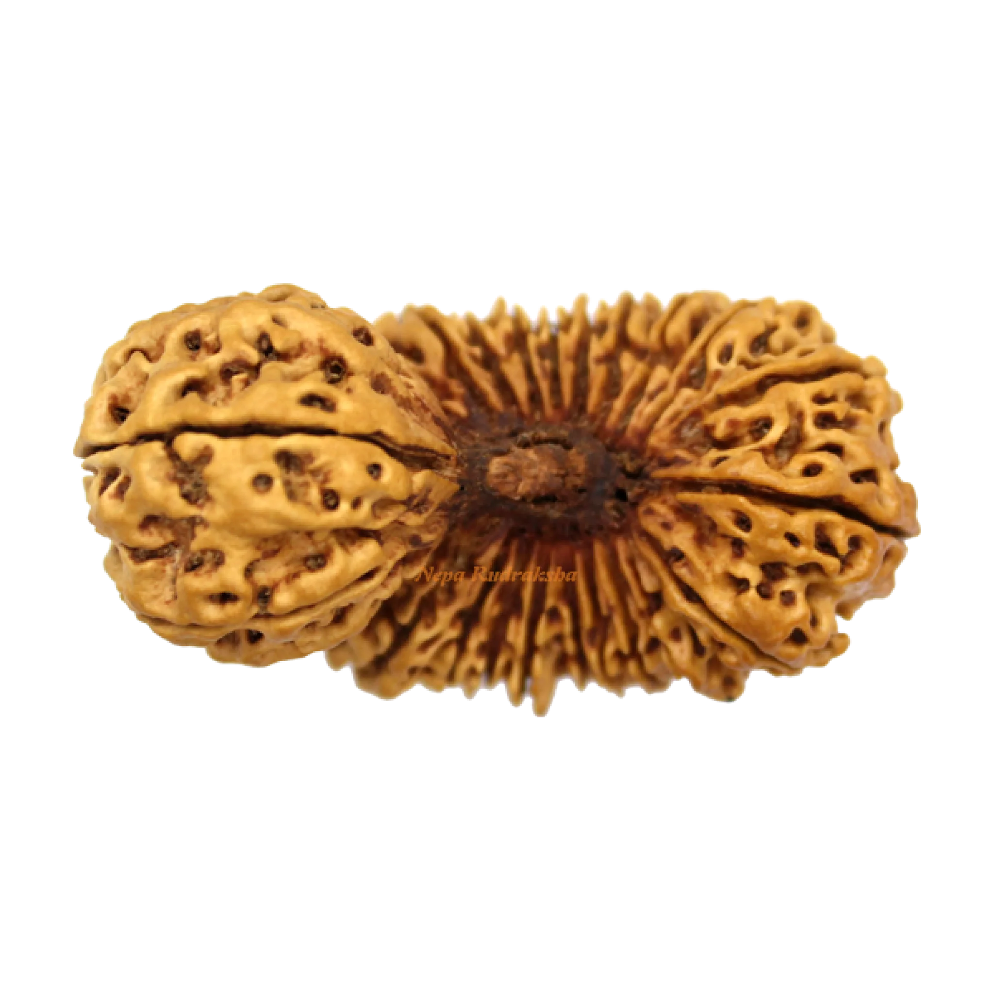 25 Mukhi rudraksha