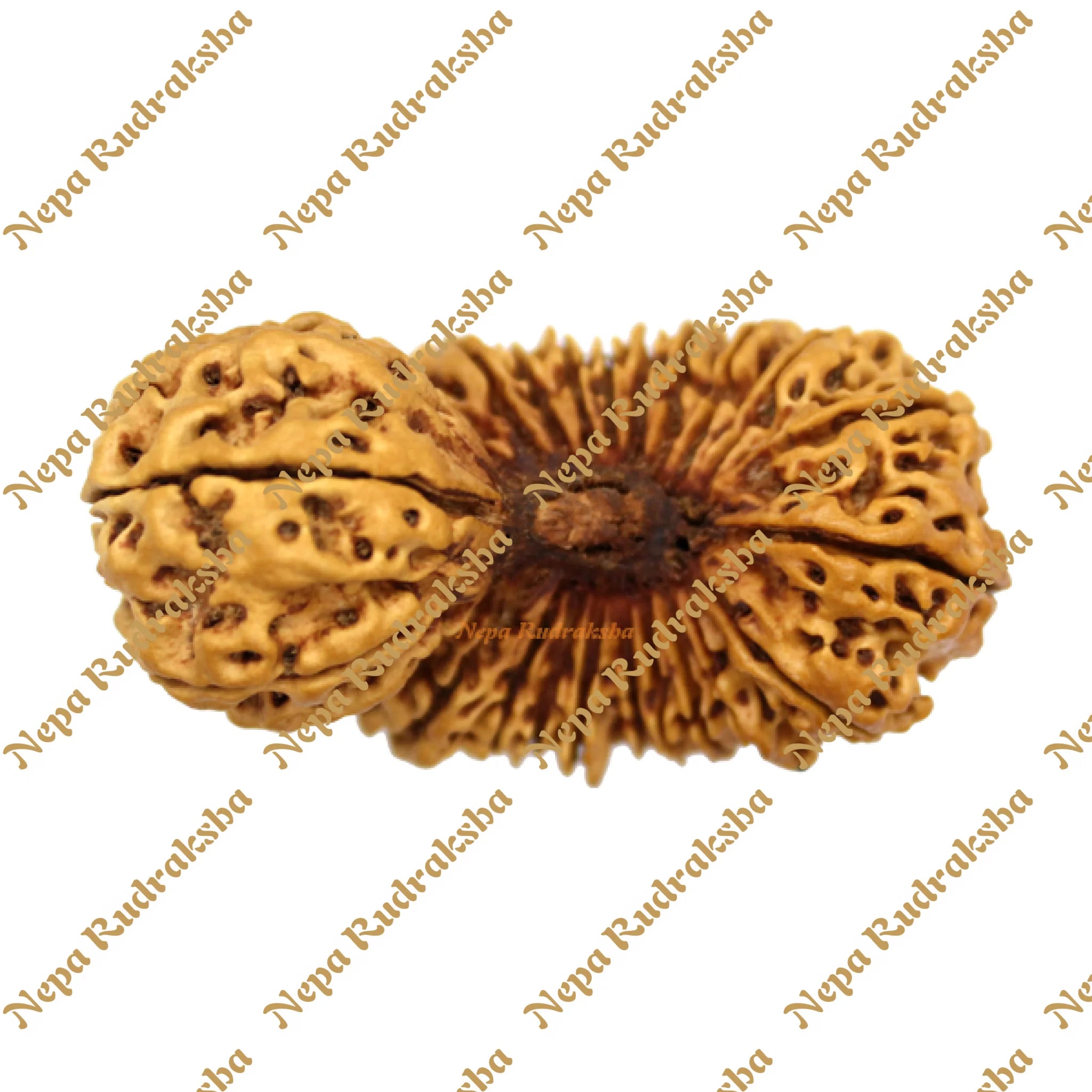 25 Mukhi rudraksha