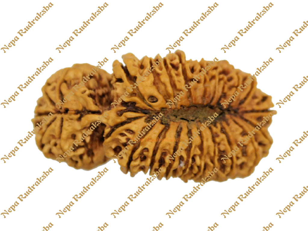 25 Mukhi rudraksha