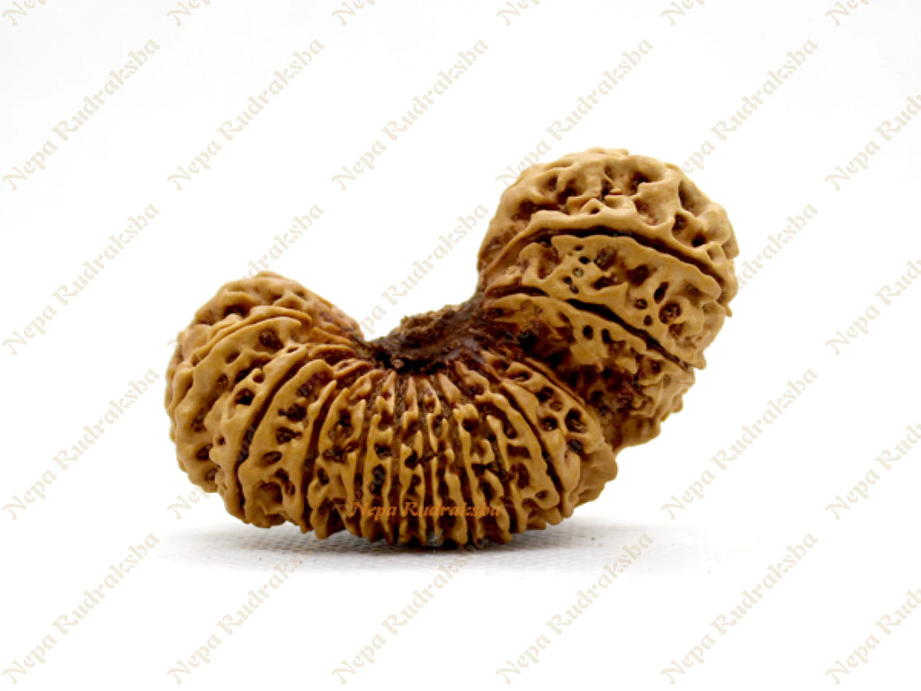 25 Mukhi rudraksha