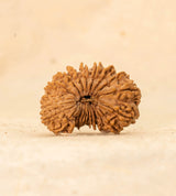 25 Mukhi